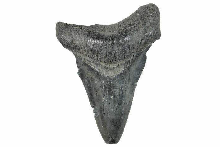 Serrated, Juvenile Megalodon Tooth - South Carolina #259573